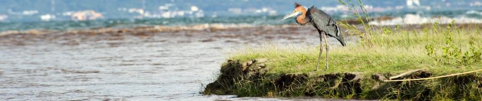 Goliath Heron on the Ruzizi River